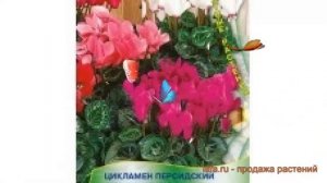 Цикламен персидский Персидский Гигантская смесь ? обзор: как сажать, семена цикламена