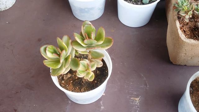 VARIEGATED CRASSULA OVATA STEM CUTTING 