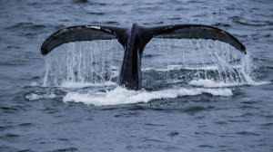 Людям мешает мама: застрявший в сетях в Териберке кит оказался детенышем