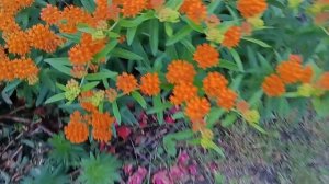 Ваточник туберозовий Asclepias tuberosa