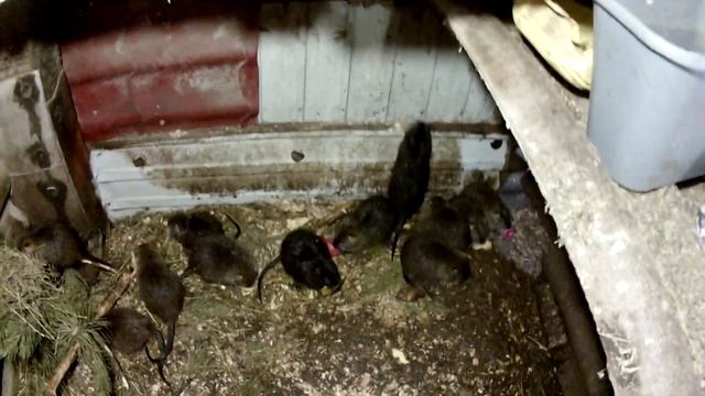 Про кормление нутрий и когда отсаживать малышей нутрий от самки смотреть онлайн