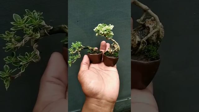 serissa foetida variegata #bonsai #bonsaimame #shorts #youtubeshorts #bonsaitips #bonsaitree