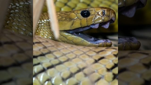 Inland Taipan most venomous snake in the world. смотреть онлайн