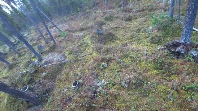 Бобры строят плотину. Нашли лёжку оленей. Тулан кого то облаивает 4 серия //ВТОРАЯ ИЗБА ОСЕНЬ 2022/