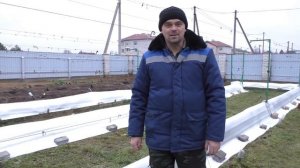 Виноград .Укрывать или не укрывать на зиму ?