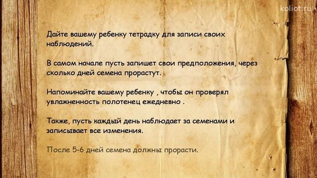 Как прорастить семена фасоли и пшеницы - проект для детей