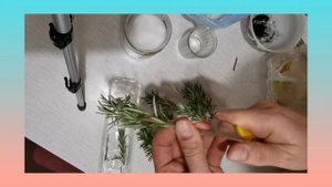 Укореняем веточки розмарина из супермаркета. Просто и быстро.