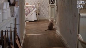 4 проблемы, которые могут возникнуть во время и после стерилизации кошки