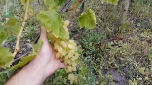 Виноград Зарница.Сезон 2021 год.