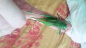 кузнечик кусается, кузнечик кусака, жесть, больно, страшно, ужасно