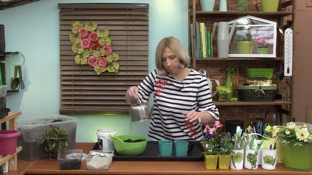 Как посеять артишок в домашних условиях? смотреть онлайн