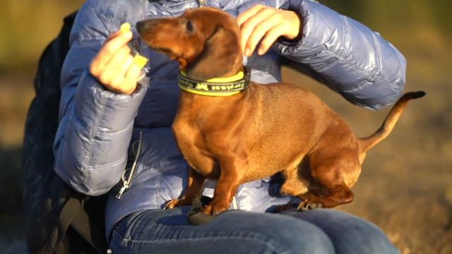 ХАРЛИК И ПТИЦА СЧАСТЬЯ смотреть онлайн