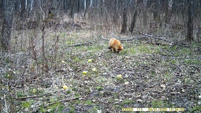Лисы, косули, олени, енотовидная собака и серые журавли смотреть онлайн