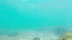 Дибба ОАЭ, черепахи, сальто