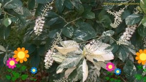 Клетра ольхолистная Крилз Калико. Краткий обзор, описание clethra alnifolia Creels Calico