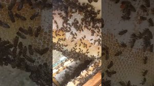октябрь пчелы тянут языки