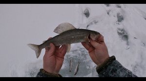РЫБАЛКА НА ХАРИУСА  4 ДНЯ НА ТАЁЖНОЙ РЕЧКЕ  Часть 1