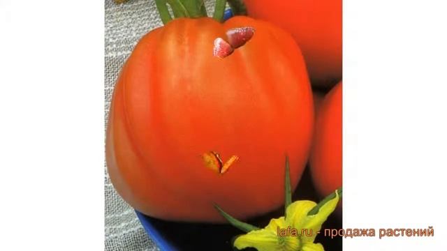 Томат обыкновенный Розовое сердце ? обзор: как сажать, семена томата Розовое сердце смотреть онлайн