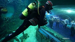 погружение в Крокус Сити Океанариуме