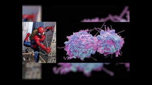 МОЖНО ЛИ СТАТЬ ЧЕЛОВЕКОМ-ПАУКОМ? [MARVEL] [ТЕОРИЯ] [С НАУЧНОЙ ТОЧКИ ЗРЕНИЯ] [В РЕАЛЬНОЙ ЖИЗНИ]