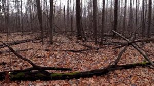 Нашлиии! Осенние опята почти в Ноябре, красивые, мясистые, тихая охота в Самарской области