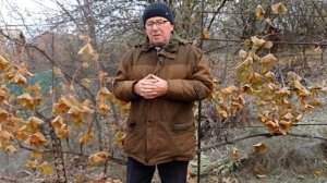 @Подготовка винограда к зиме  Укрывать лозу на зиму или нет?