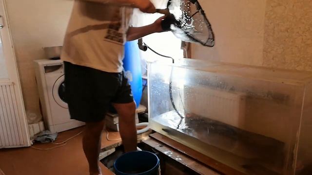 Скорость роста клариевого сома, взвешивание смотреть онлайн