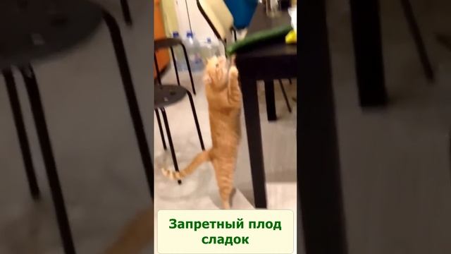 Как научить кота есть огурец?