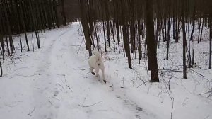 Алабай  Про хондропротекторы для собак .