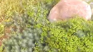 Молочай кипарисовый, 18 июня