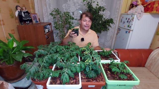 ТОМАТЫ. Супер гибриды для выращивания дома. смотреть онлайн