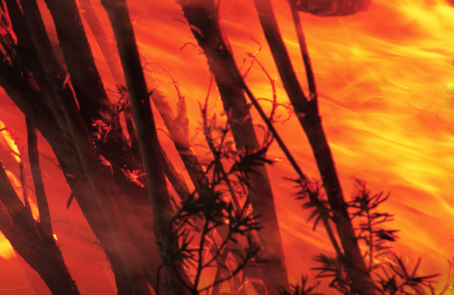 Масштабный лесной пожар может уничтожить целый город в Аргентине