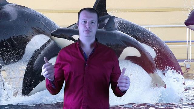 Косатка или касатка. Большой дельфин. смотреть онлайн