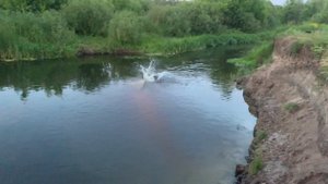 Прыжок в воду щучкой с 2.5 метров.
