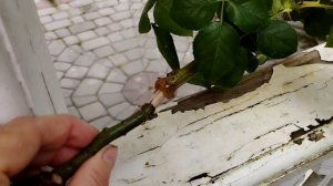 Черенкование и размножение розы на самой розе
