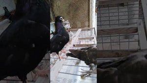 Кормилки для короткоклювых пород голубей.