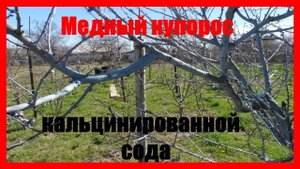 МЕДНЫЙ КУПОРОС опрыскивание персика весной || Опрыскивание персика || Уход за персиком весной