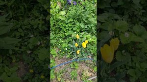 на даче в Узбекистане 24.04. 2024г
