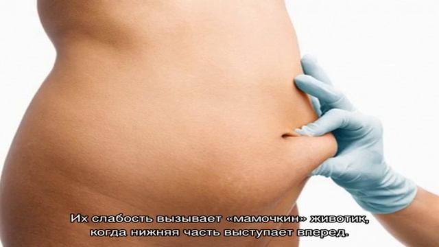 Строение живота смотреть онлайн