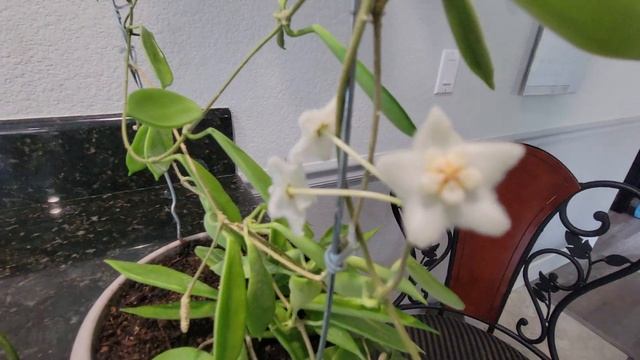 Полный обзор ухода и выращивание хой. смотреть онлайн