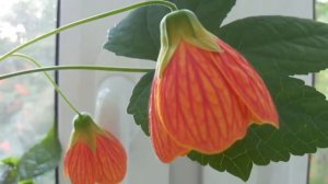 Обзор комнатных цветов. Подоконник зацвел.