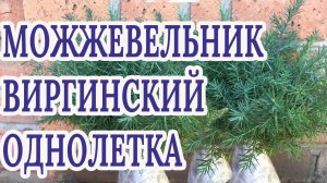 Можжевельник виргинский  однолетка какого размера,какая коневая система питомник "Хвойный дворик"