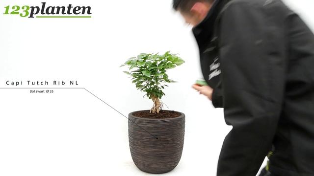 Radermachera Sinica смотреть онлайн