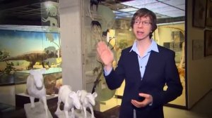 Эволюция и одомашнивание лошади. Фрагмент передачи "Подкова. Экстерьер лошади".