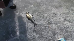 Ловля сига и рипуса на Увильдах в апреле. День второй.