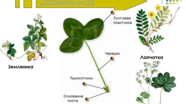 Земляника и клубника, Клубника Клубника_Клери - купить по выгодным ценам в интер