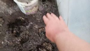 Вся капуста замёрзла??️ Продолжение обязательно будет!