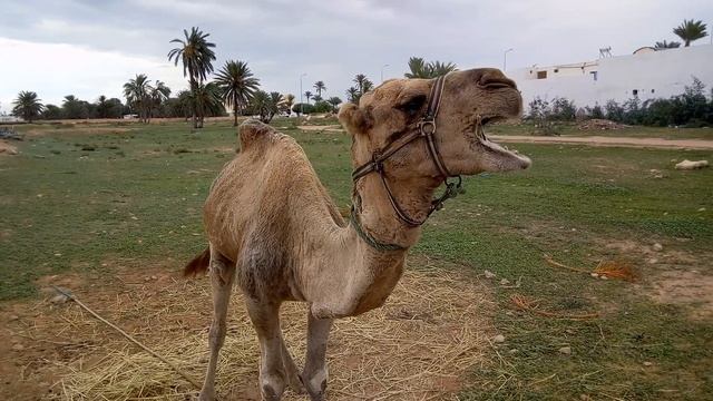 Жующий верблюд. смотреть онлайн