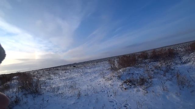 Охота на зайца, немного по тропили. Сезон 2022-2023. №138 смотреть онлайн