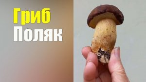 Польский Гриб. Справочник грибника